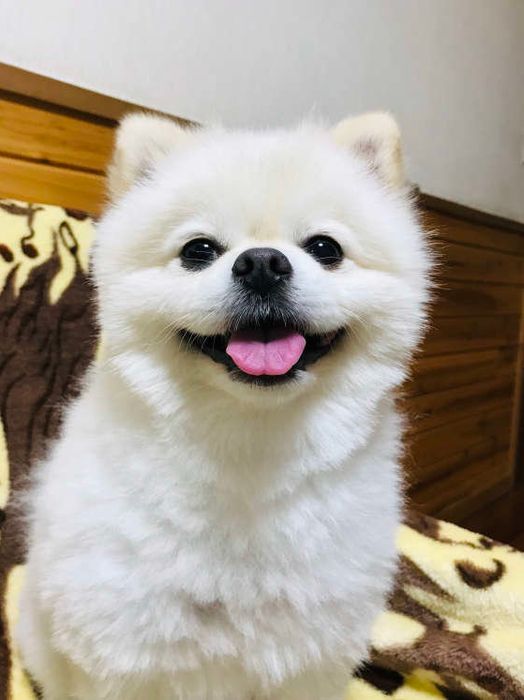 笑顔が可愛いポメラニアン
