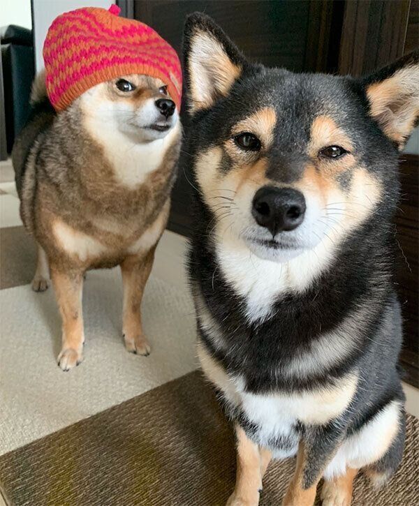 仲良く並ぶ花ちゃんとあずきちゃん