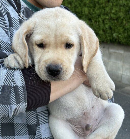 家族に迎えた初日のレオくん。