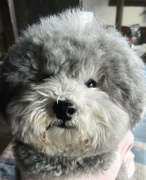 もふもふなれあるくん