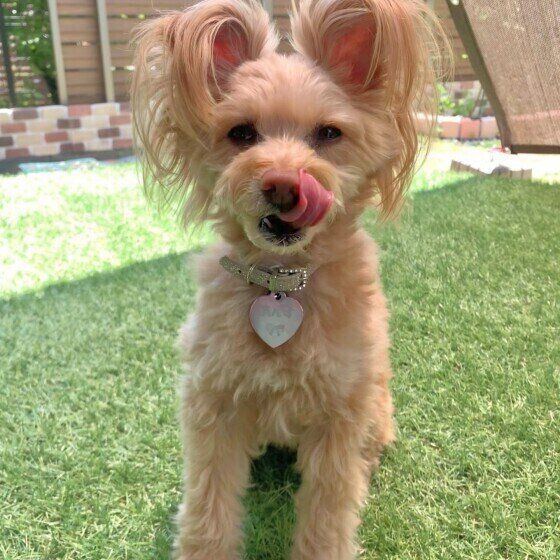 小型犬のあんずちゃん