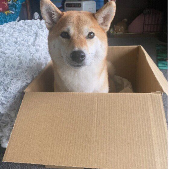 箱に入る柴犬