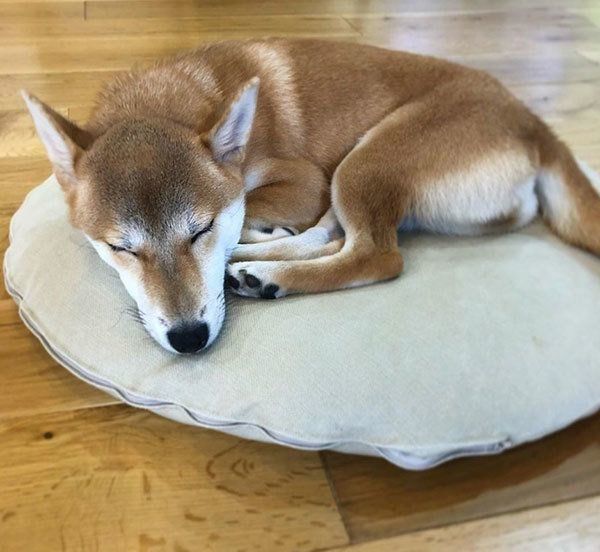 眠る柴犬