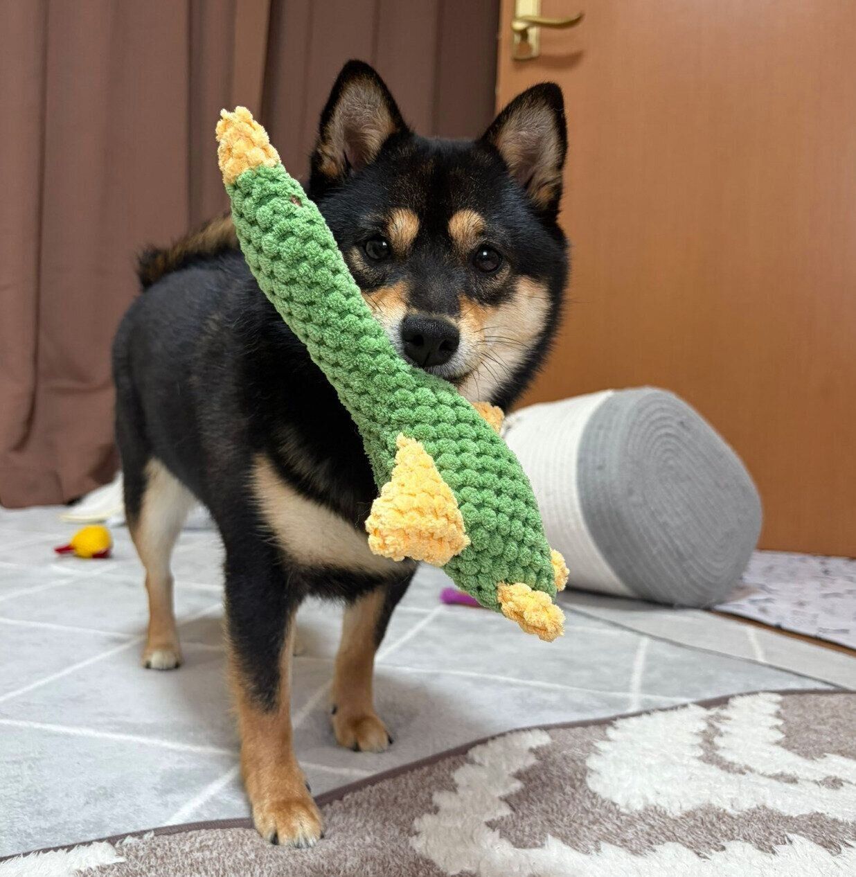 おもちゃをくわえるこまちちゃん