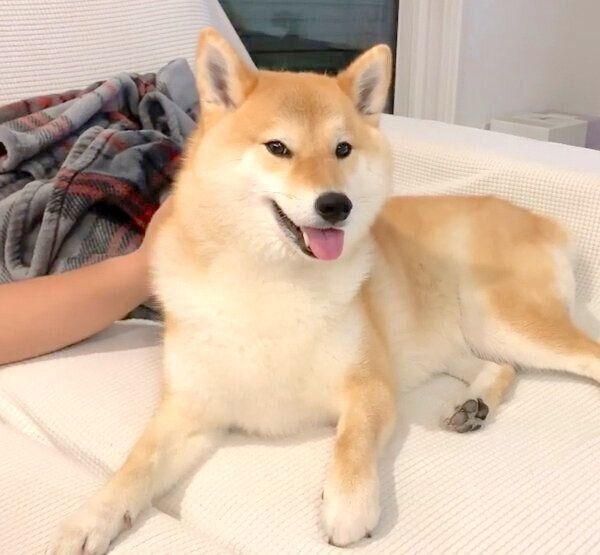 笑顔の味噌ちゃん