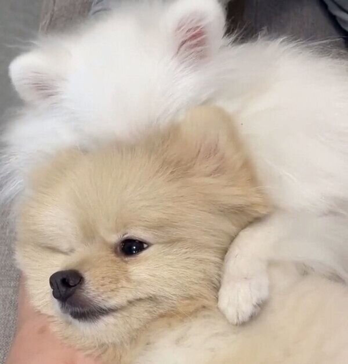 兄犬に覆いかぶさる妹犬 よく見ると 犬が犬を吸ってる 光景の可愛さに癒される いぬのきもちweb Magazine 兄犬に覆いかぶさる妹犬 よく見ると 犬が犬を吸ってる 光景の可愛さに癒される いぬのきもちweb Magazine