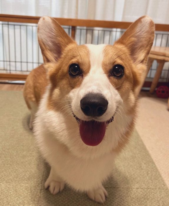 笑顔が可愛いルコスくん