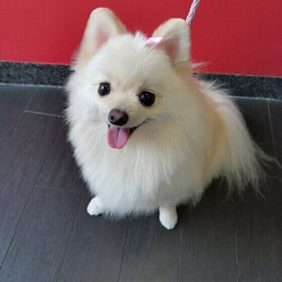 リボンをつけたポメラニアン