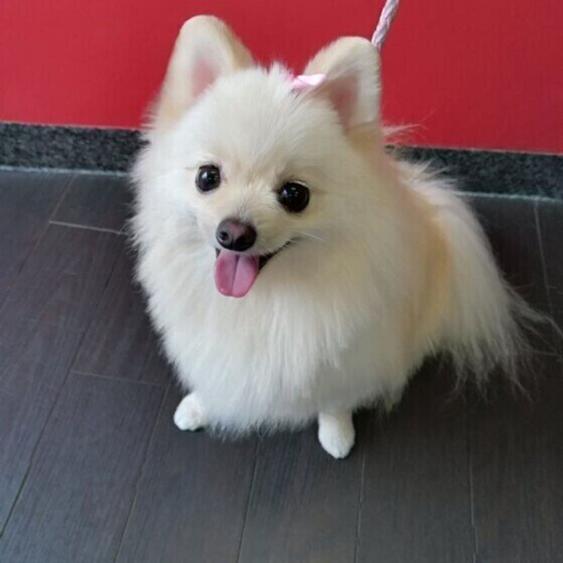 チワワやポメラニアンも 地名が由来の名前をもつ 意外な犬種 とは いぬのきもちweb Magazine チワワやポメラニアンも 地名が由来の名前をもつ 意外な犬種 とは いぬのきもちweb Magazine