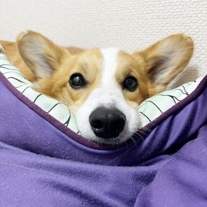 のんびりくつろぐメルちゃん