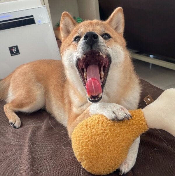 おもちゃで遊ぶぽんずさん