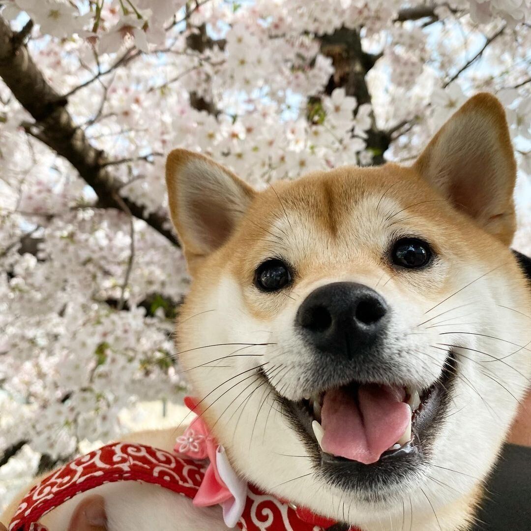 柴のおまめちゃん