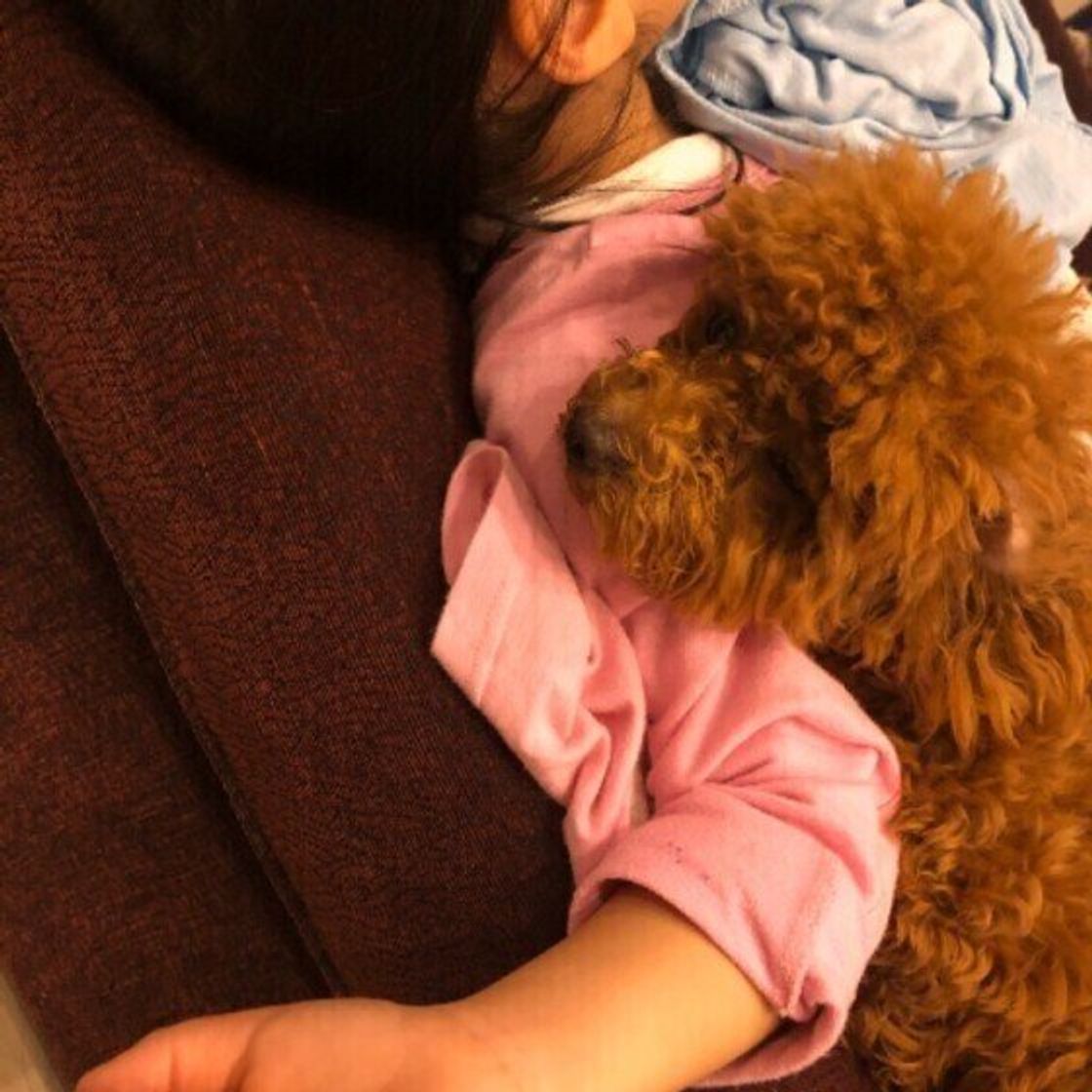 愛犬は寝る時に布団にやってくる のは何割 寝る場所でわかる 犬の気持ち いぬのきもちweb Magazine 愛犬は寝る時に布団にやってくる のは何割 寝る場所でわかる 犬の気持ち いぬのきもちweb Magazine