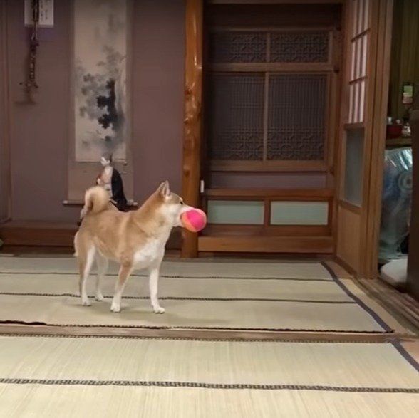 パパを気にするももちゃん