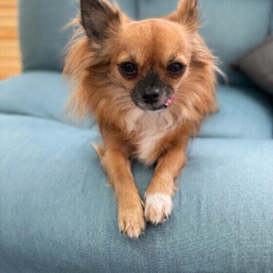 くつろぐチワワ