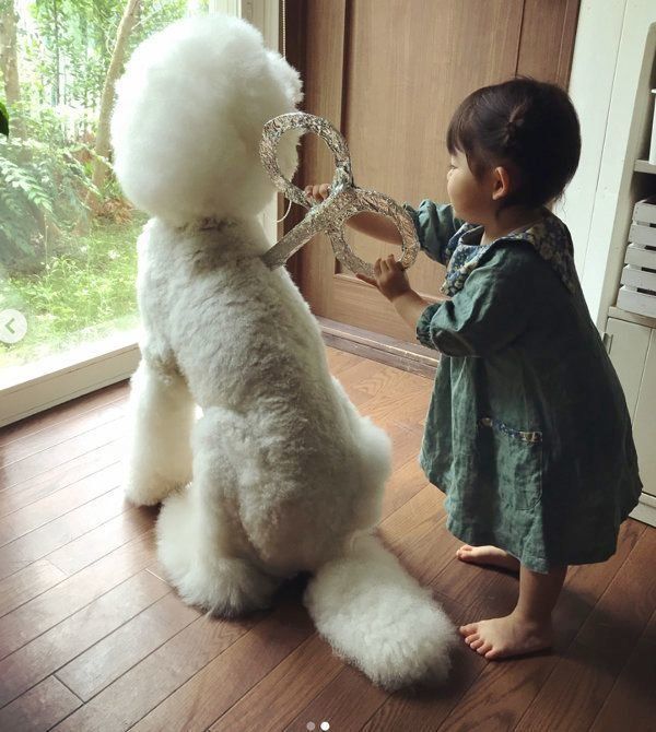 スタンダード・プードルと女の子・まめちゃん