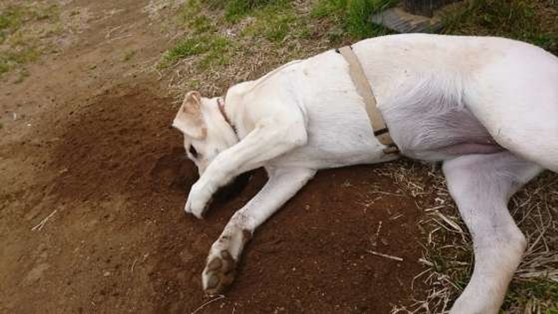 マンガで学ぶ 犬が地面をホリホリ掘りまくる理由は いぬのきもちweb Magazine マンガで学ぶ 犬が地面をホリホリ掘りまくる理由は いぬのきもちweb Magazine