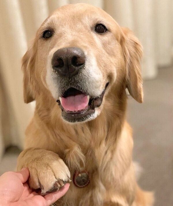 お手をするきなこちゃん