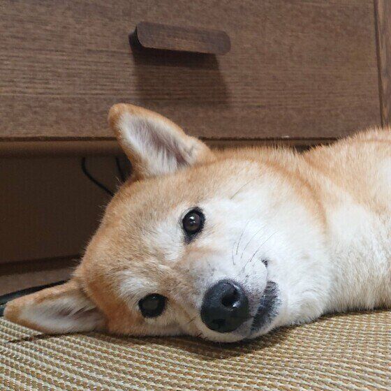 家族みんなで決めたい愛犬と暮らすルール〜室内編〜 いぬのきもち