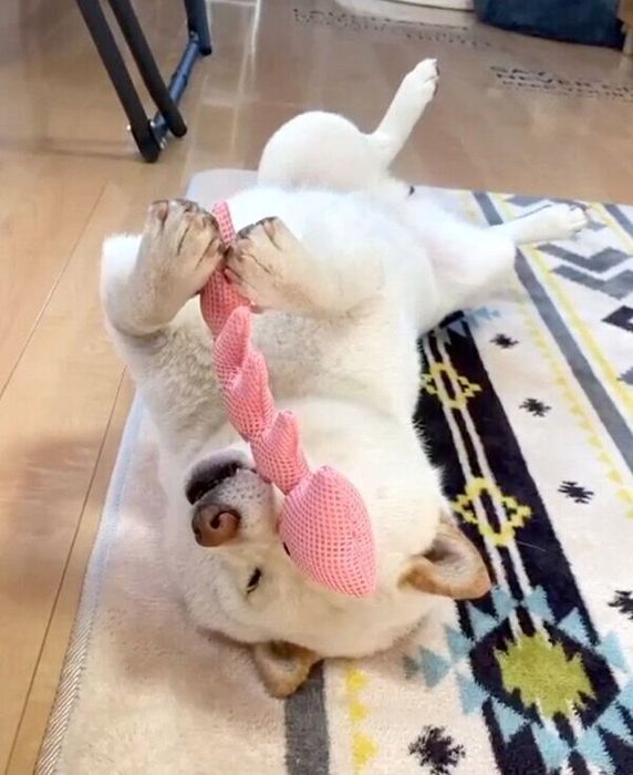 おもちゃを持ったまま眠るごん太くん