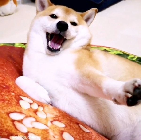 ブラッシングされるチャーミーちゃん