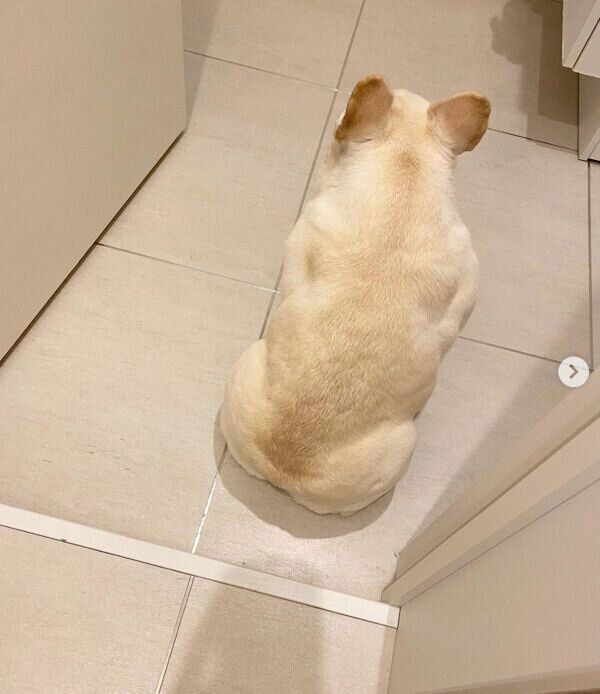 飼い主さんがトイレから出てくるのを待っていた、ひまわりちゃん