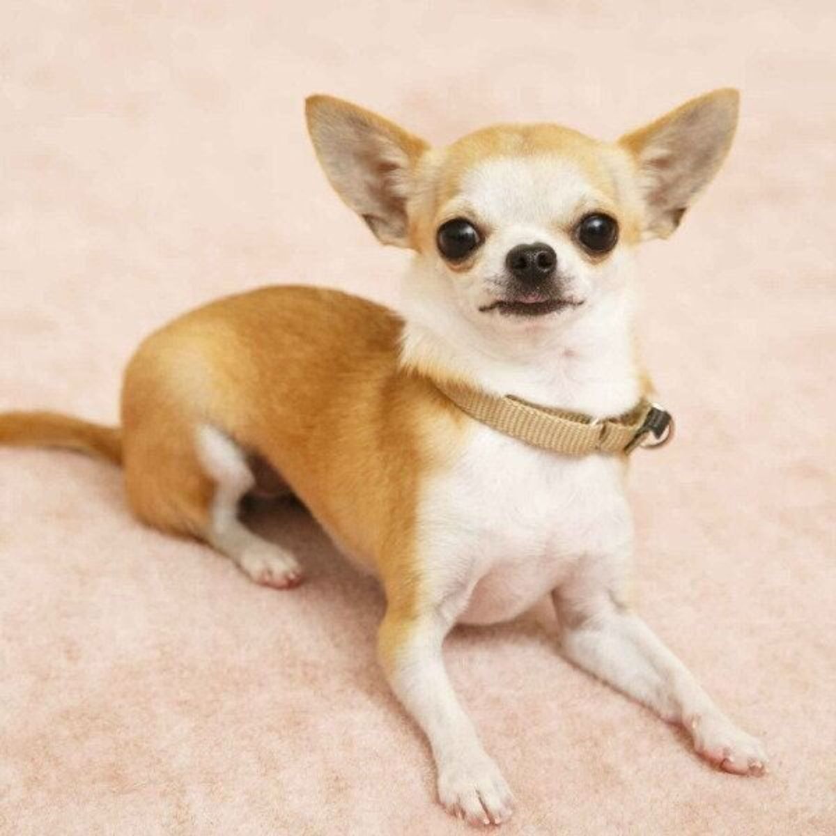 犬にも グイグイ情熱系 駆け引き小悪魔 がいる 性格タイプ別にわかる 犬と仲良しが続くコツ いぬのきもちweb Magazine 犬にも グイグイ情熱系 駆け引き小悪魔 がいる 性格タイプ別にわかる 犬と仲良しが続くコツ いぬのきもちweb Magazine