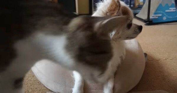 猫にスリスリされるチワワ