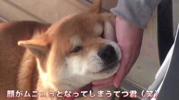 車に乗りたがる柴犬