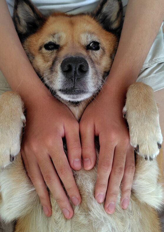 仰向けになって撫でられている犬
