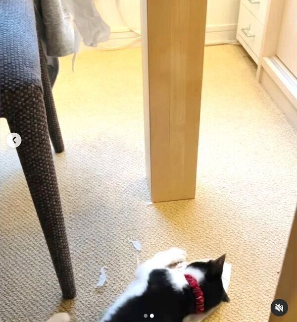 ティッシュでイタズラをするウメちゃん