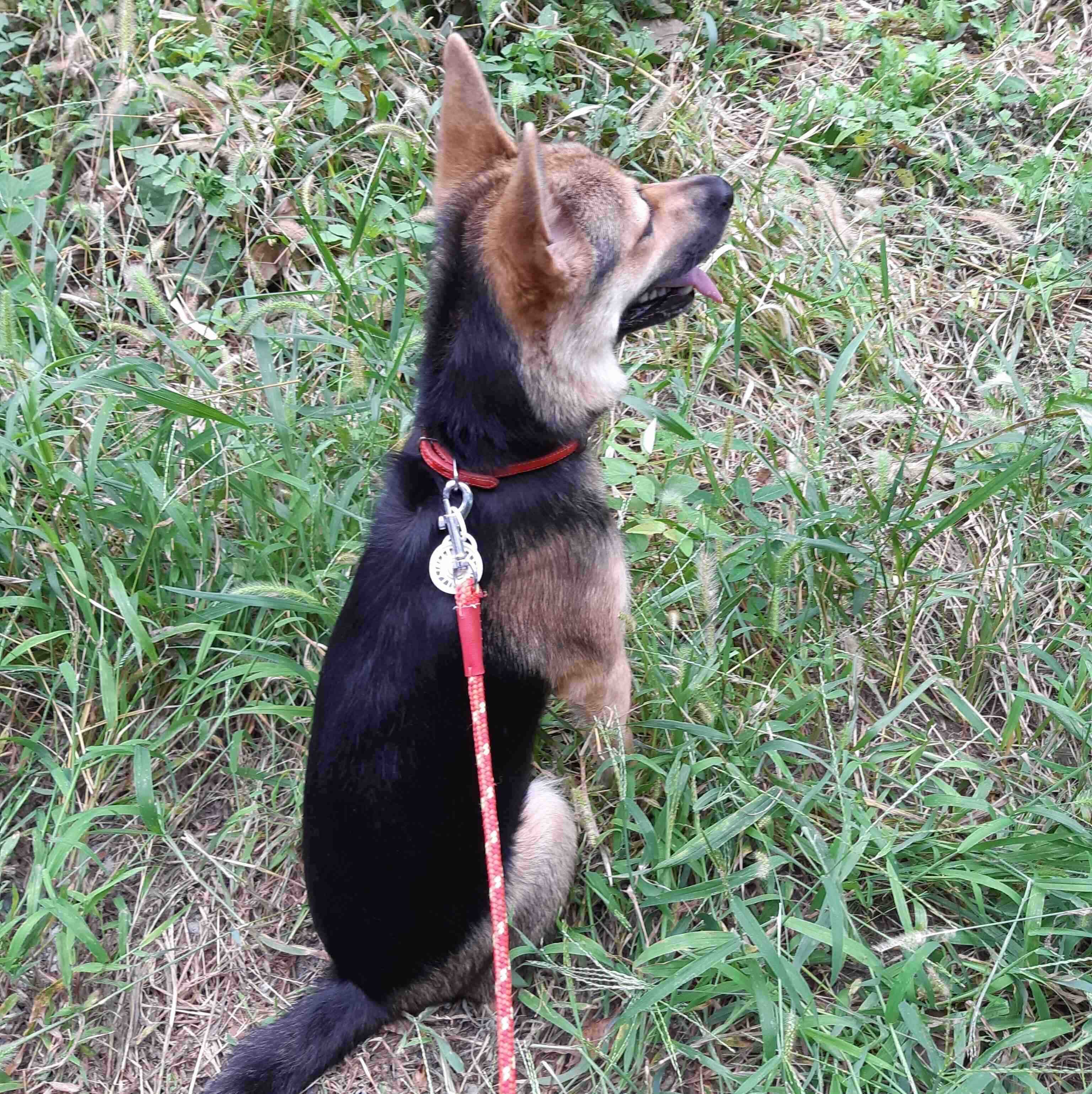 お散歩中のりんちゃん　毎朝1時間ほどの散歩に出かけるのだとか