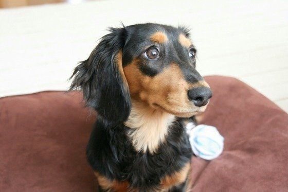 ミニチュアダックス