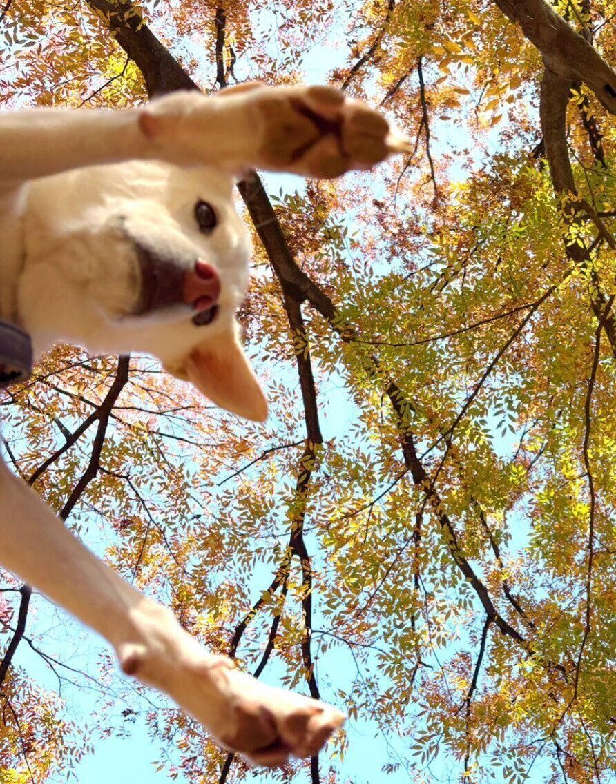 飼い主さんとお出かけをするハルちゃん