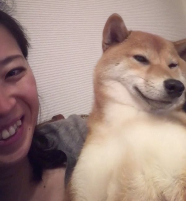 抱っこ中にウトウトする柴犬