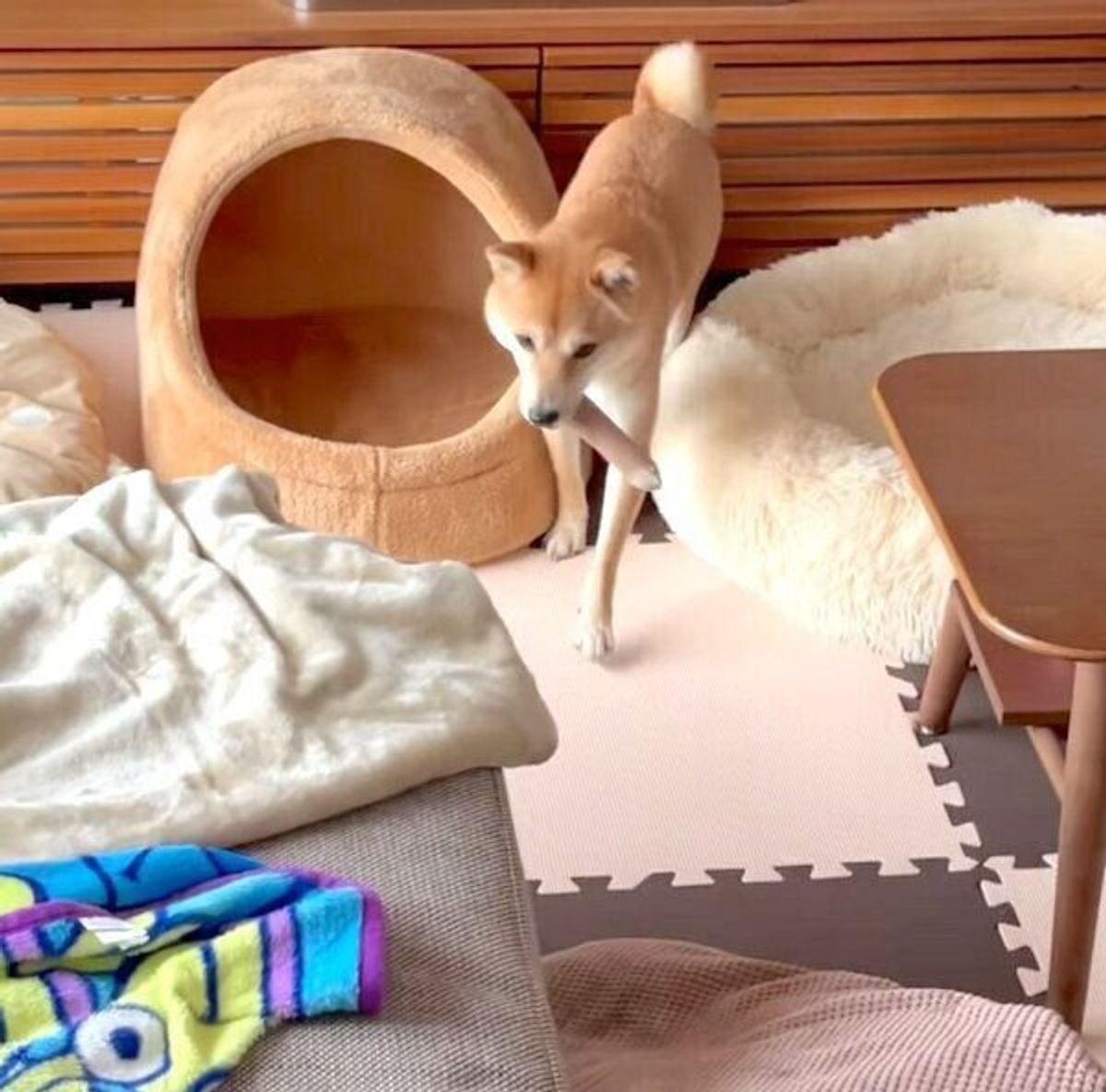 木の棒を隠したい犬 迷ったあげく 意外な方法で隠すことに成功 その手があったか と驚き いぬのきもちweb Magazine 木の棒を隠したい犬 迷ったあげく 意外な方法で隠すことに成功 その手があったか と驚き いぬのきもちweb Magazine