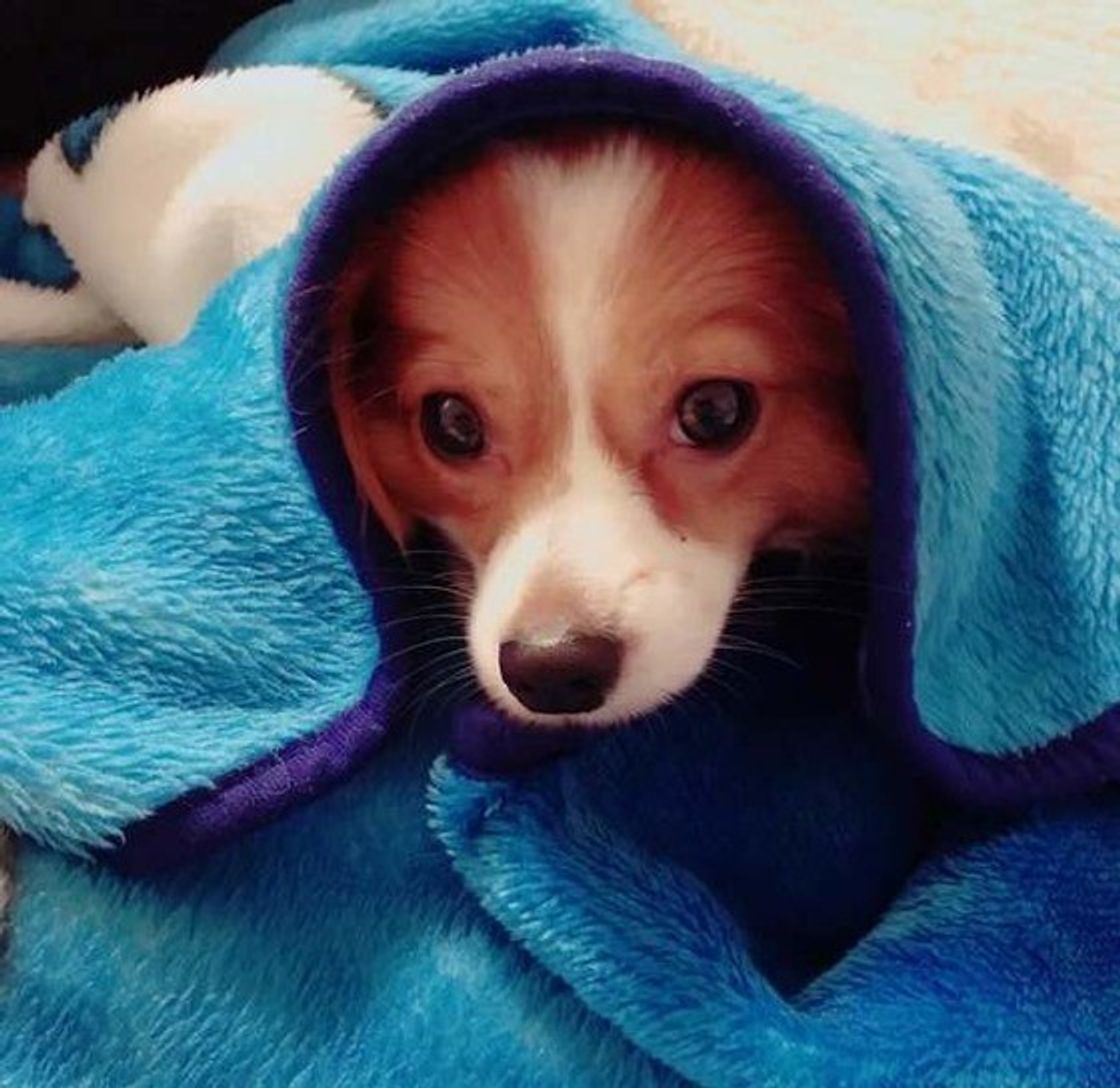 こんなしぐさを見せたら要注意 レベル別犬のストレスサインと対処法 いぬのきもちweb Magazine こんなしぐさを見せたら要注意 レベル別犬のストレスサインと対処法 いぬのきもちweb Magazine