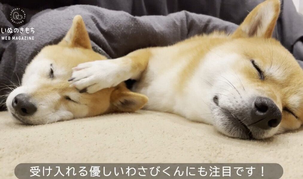 いぬのきもちCHANNEL/いぬねこライター動画部