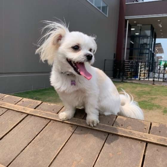 暑い日に風邪を浴びるMIX犬