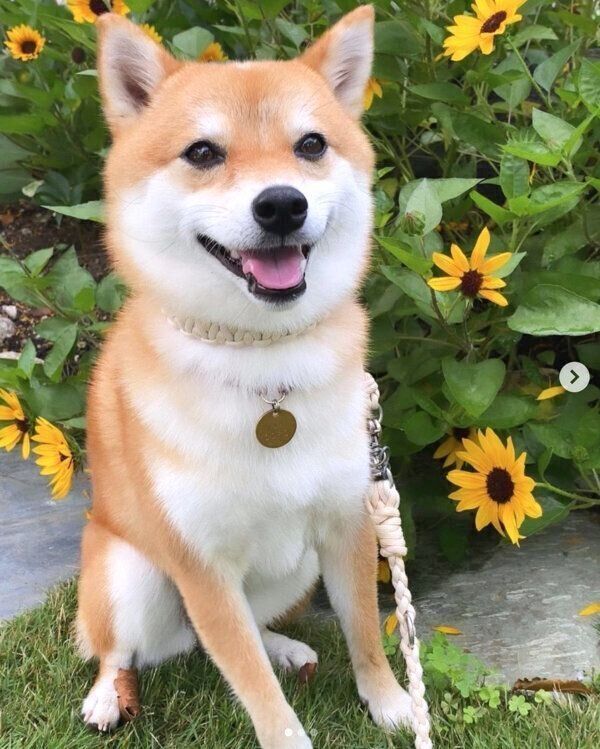 笑顔のコロちゃん