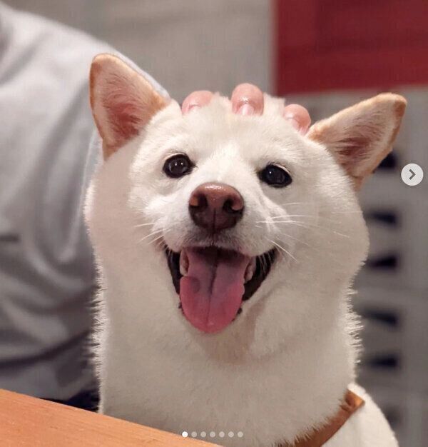 笑顔が可愛いシロちゃん