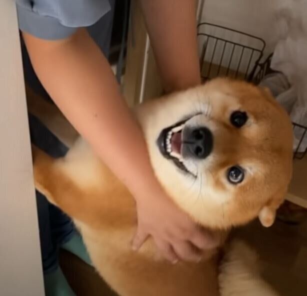 嬉しそうな柴犬