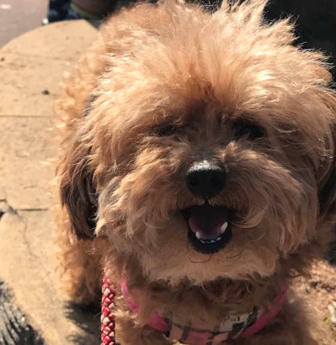 犬が うなる 理由と対処法 止めるにはあるものと交換が効果的 いぬのきもちweb Magazine 犬が うなる 理由と対処法 止めるにはあるものと交換が効果的 いぬのきもちweb Magazine