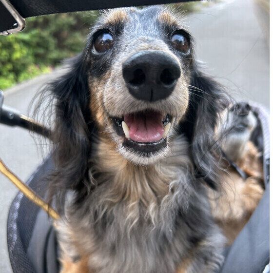 ミニチュア・ダックスフンド