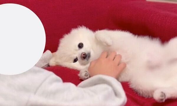 お姉ちゃんに甘えるぽんちゃん