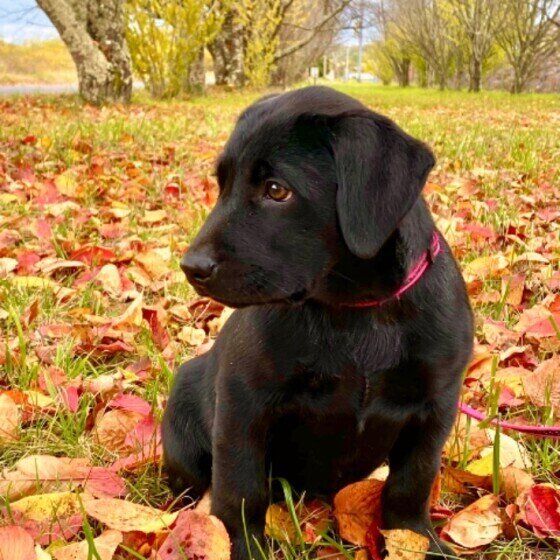 お出かけするラブラドール・レトリーバー
