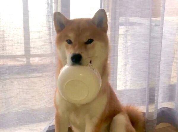 ごはんの器をくわえるこむぎくん