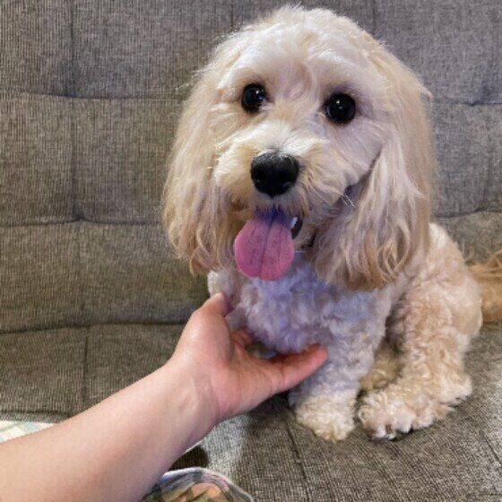 犬が突然ショック死することがある？その理由とは？ いぬのきもち