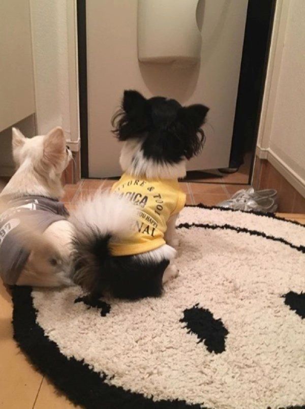 お父さんの帰りを待つチワワ