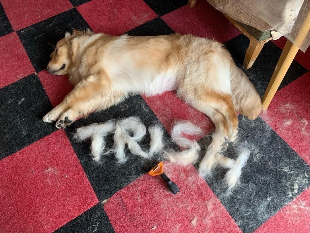 トリッシュちゃん